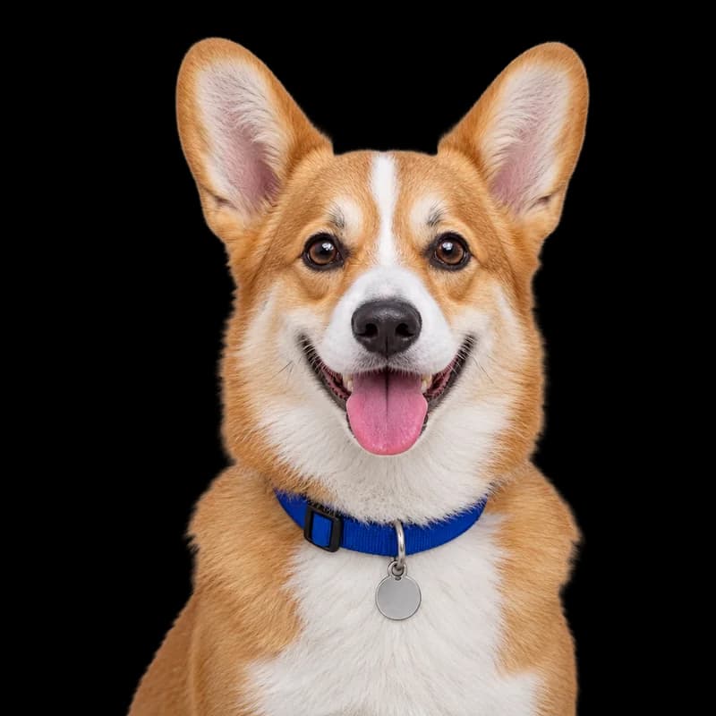 Corgi zâmbitor, cu zgardă albastră și medalion rotund