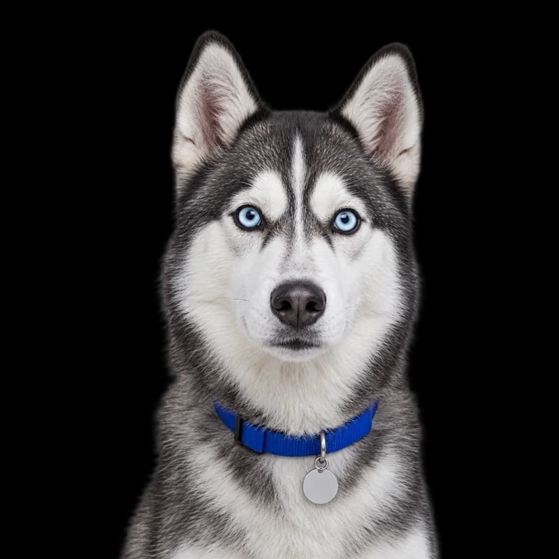 Husky cu ochi albaștri, cu zgardă albastră și medalion