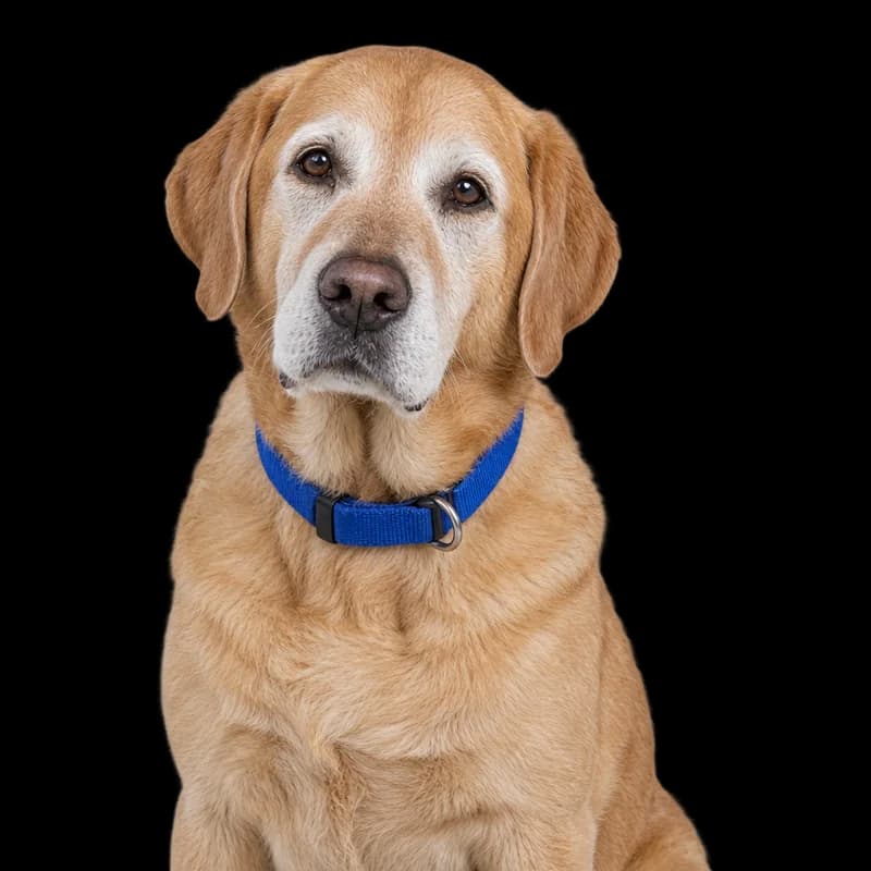 Labrador bătrân, cu botul încărunțit și zgardă albastră