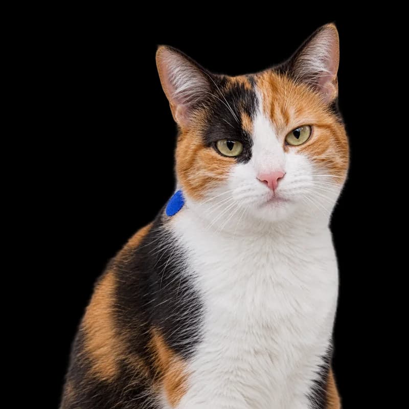 Pisică tricoloră, alb, roșcat și negru