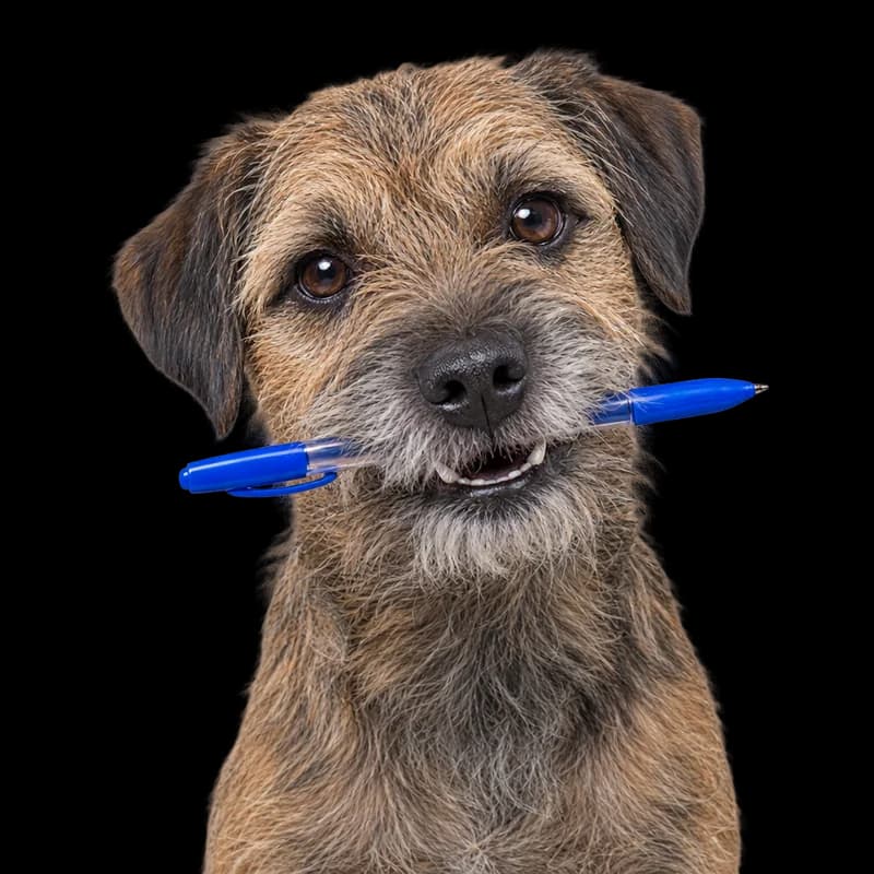 Border terrier cu un pix albastru în gură