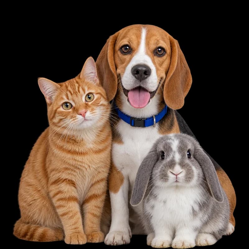 Un beagle, o pisică roșcată și un iepure cu urechi clăpăuge, unul lângă altul