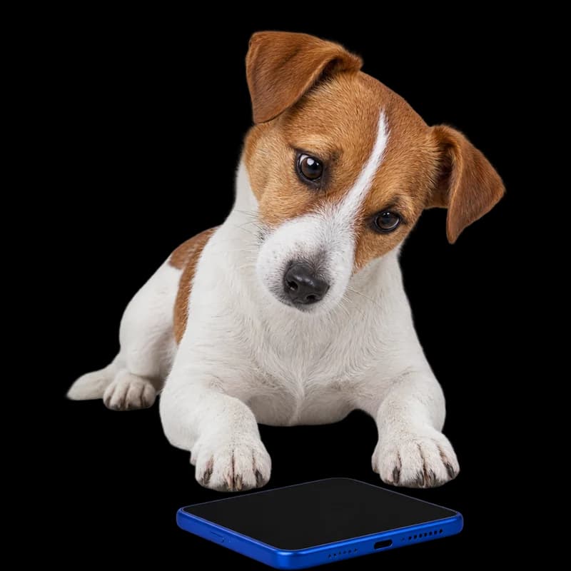 Jack Russell terrier cu capul înclinat, lângă un telefon albastru
