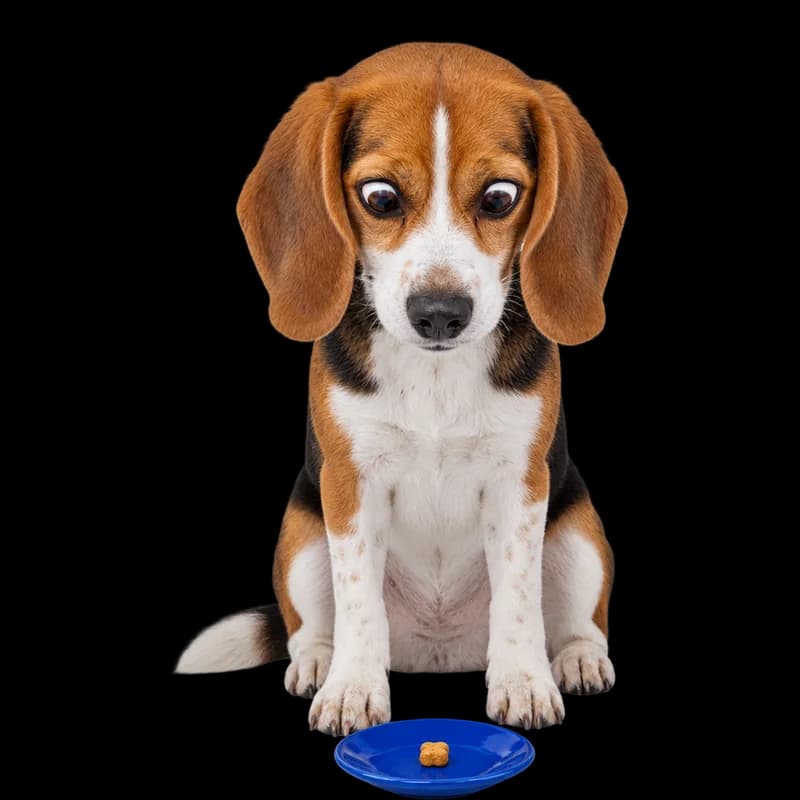 Beagle care privește atent o recompensă pe o farfurioară albastră